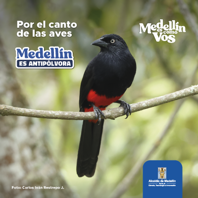 Banners-Polvora-400x400 Banners-Polvora-400x400